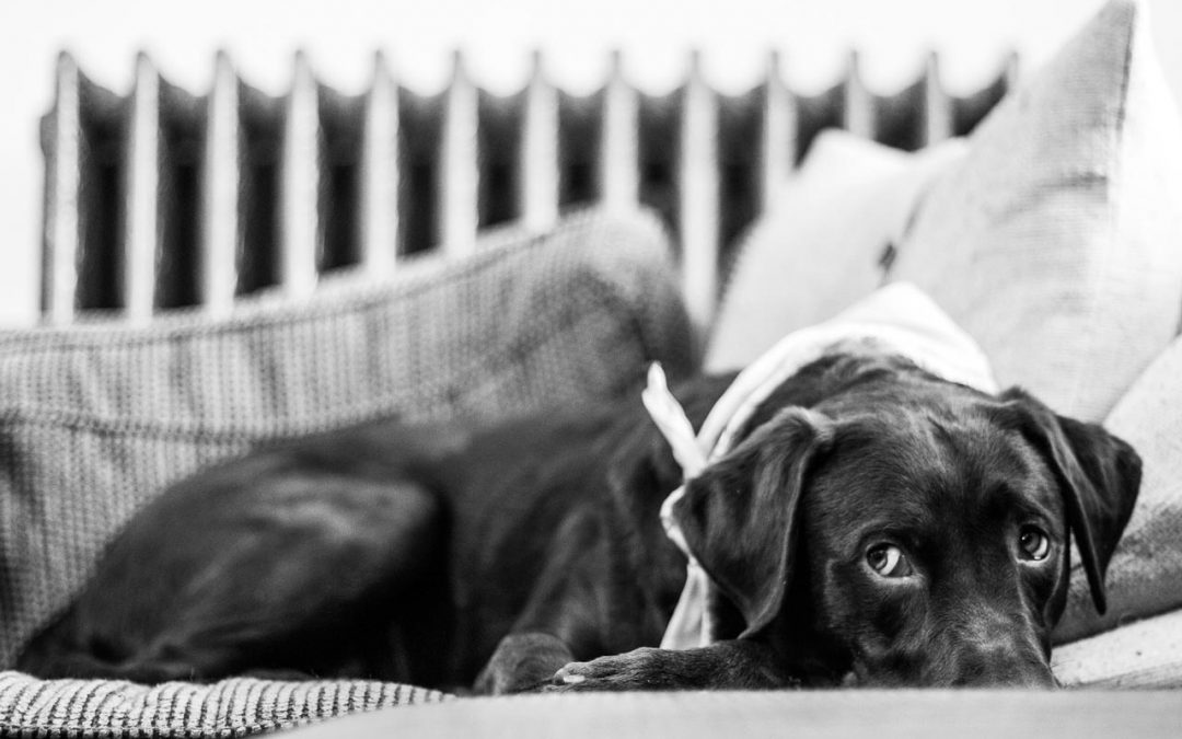 ¿Qué debo hacer si mi perro destroza todas las cosas?