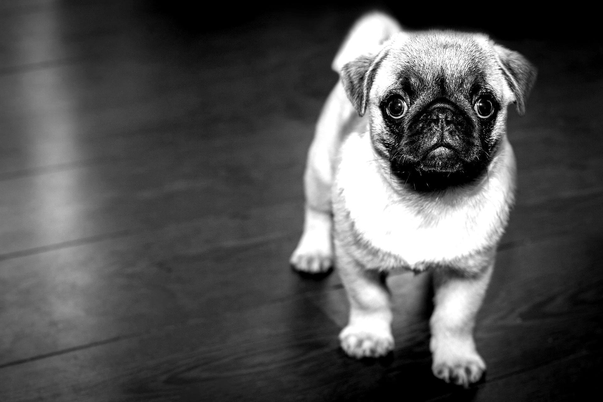 adopcion-perro-blackwhite