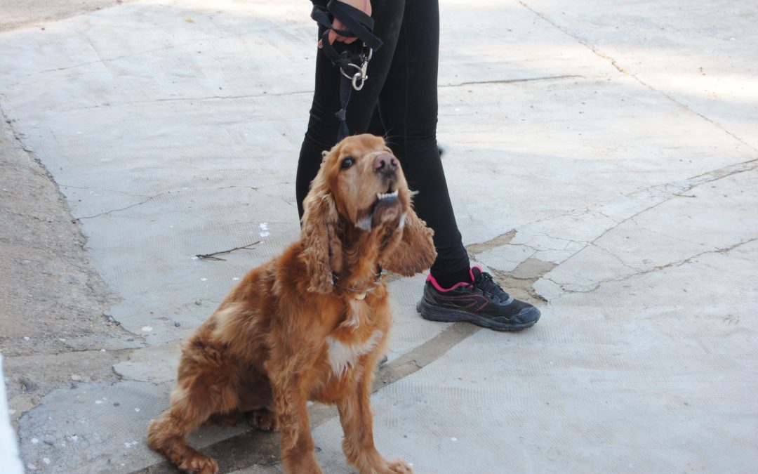 ¿Los perros huelen el miedo?