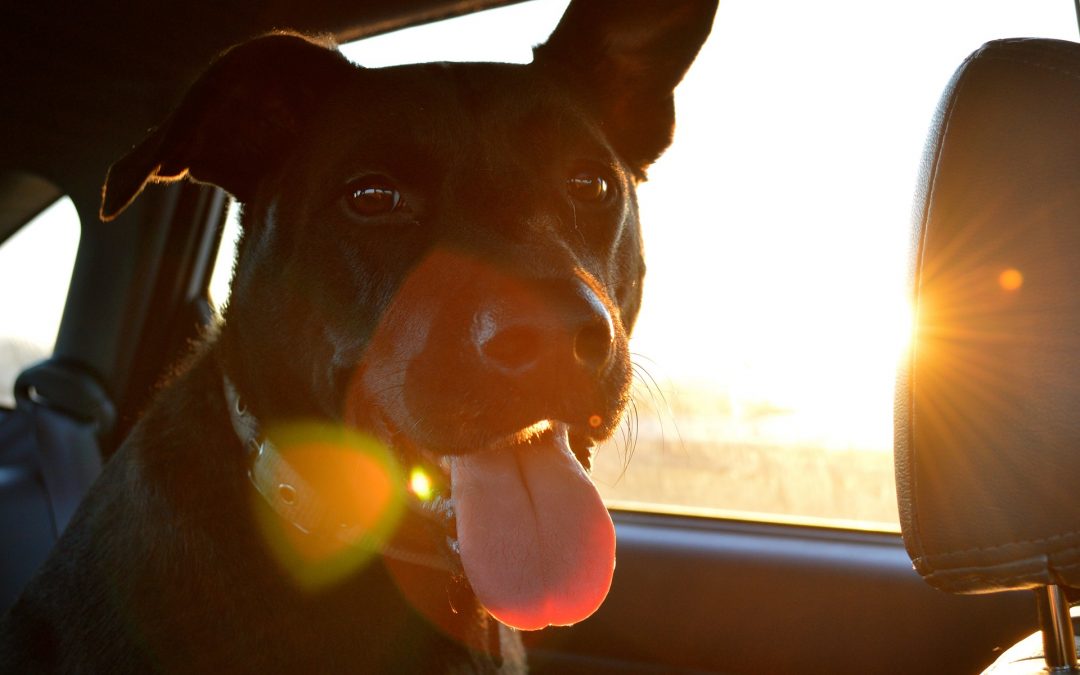 De viaje con mi perro: ¿qué debo llevar?