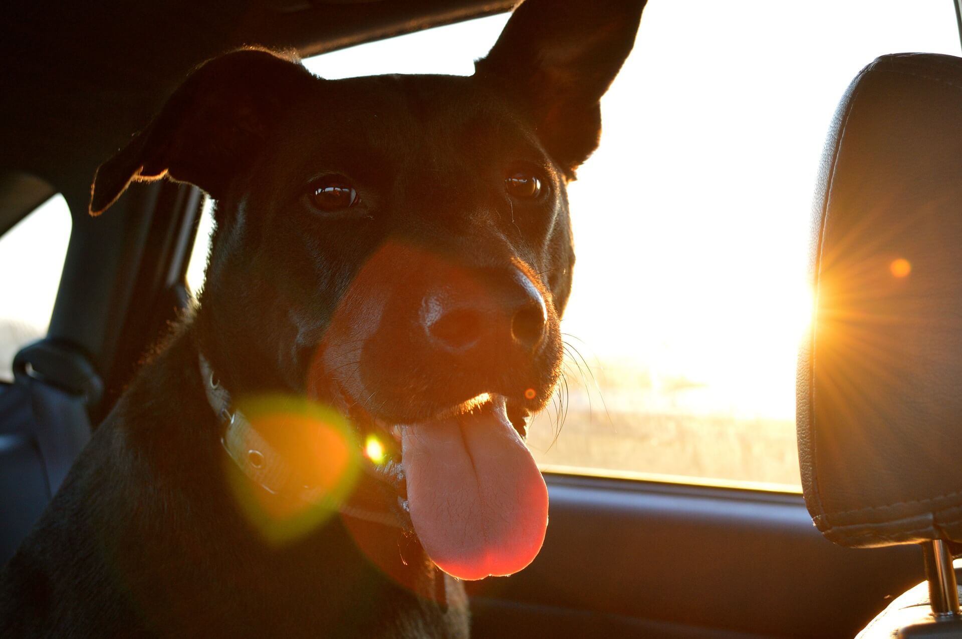 Viajar con perros