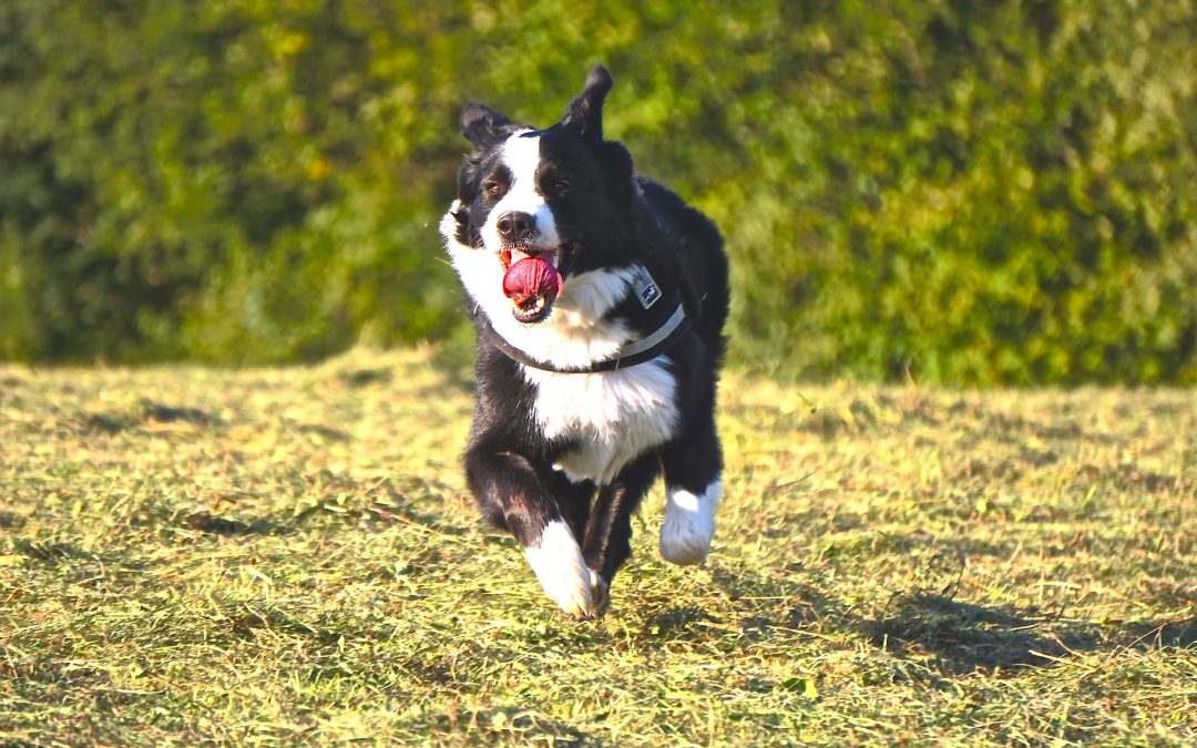 ¿Qué hacer si mi perro salta cuando entro en casa?