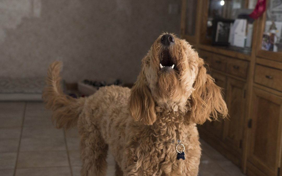 Como controlar el ladrido de tu perro