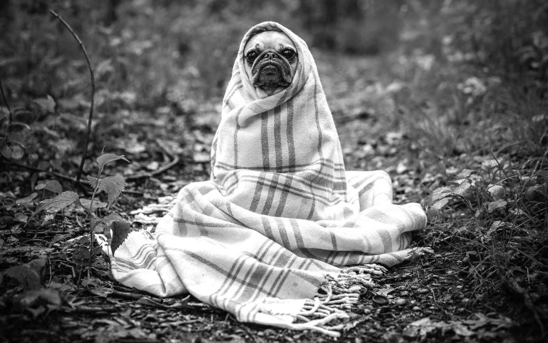 Humanizar al perro