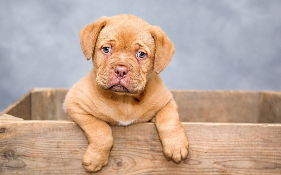 Mi perro se mea por todos lados ¿Cómo puedo solucionarlo?