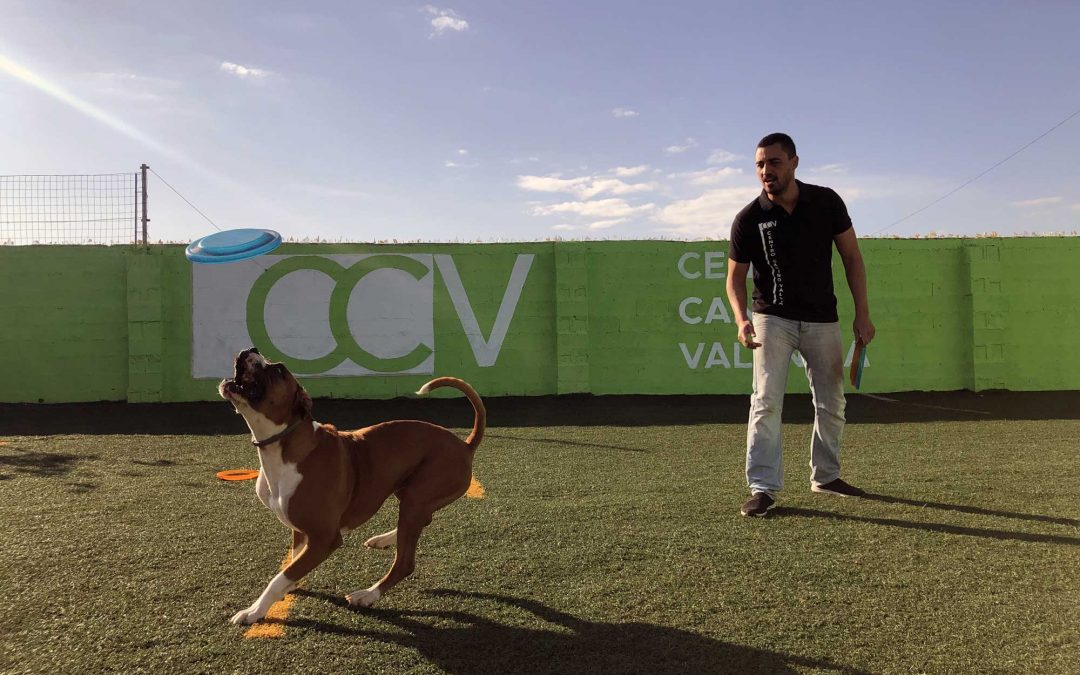 DiscDog Valencia