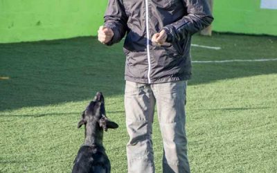 Como cansar al perro en cinco minutos