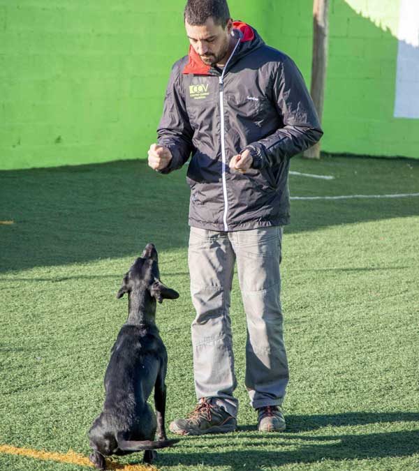 Como cansar al perro en cinco minutos