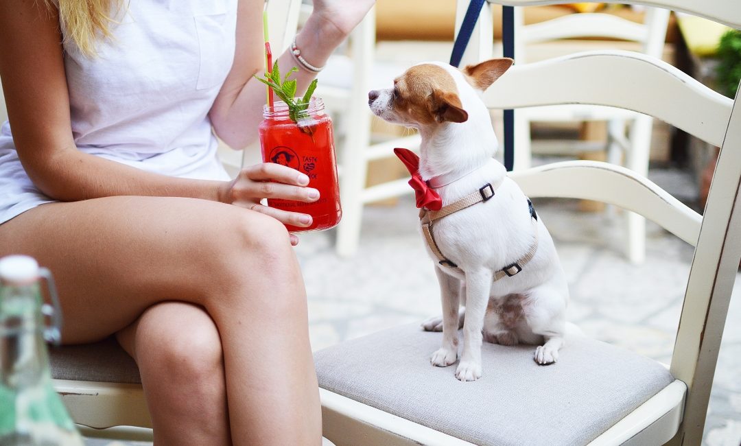 Lenguaje Canino