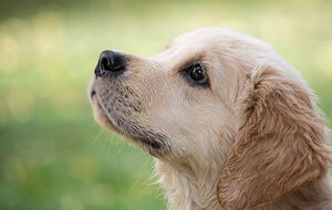 Lenguaje canino