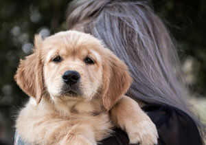 Habilidades caninas: Mira
