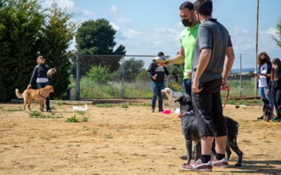 Cómo elegir al mejor adiestrador canino para tu perro