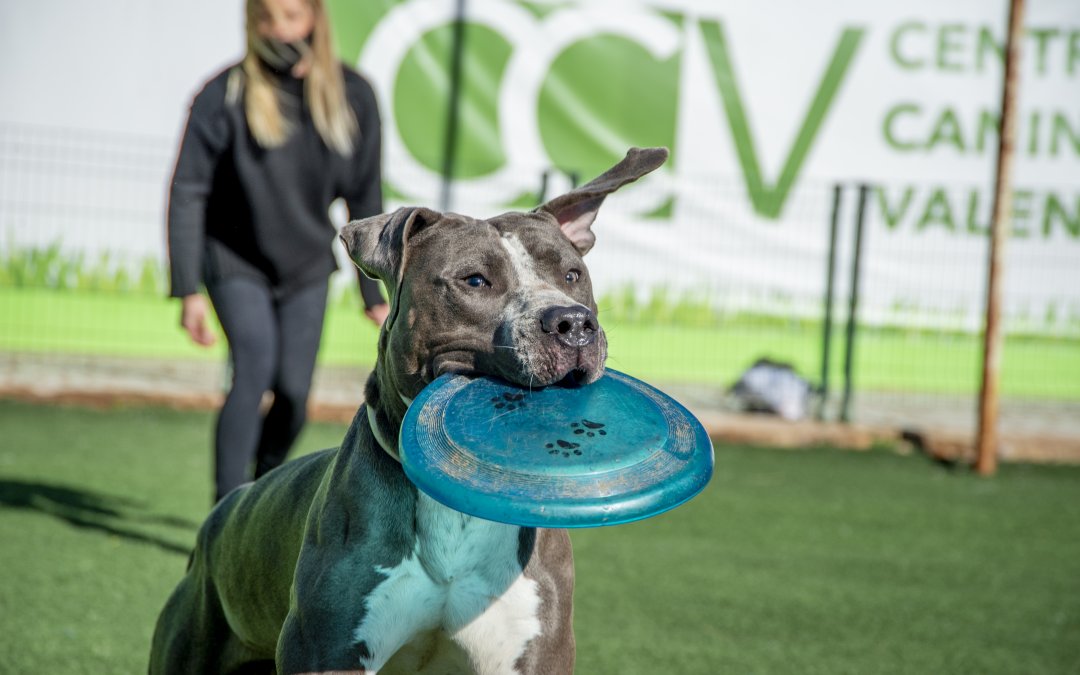 Iniciación al Disc Dog