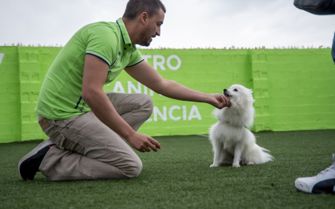 Juguetes caseros para perros