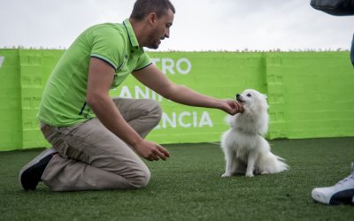 Juguetes caseros para perros