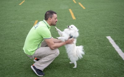 Educación canina Valencia
