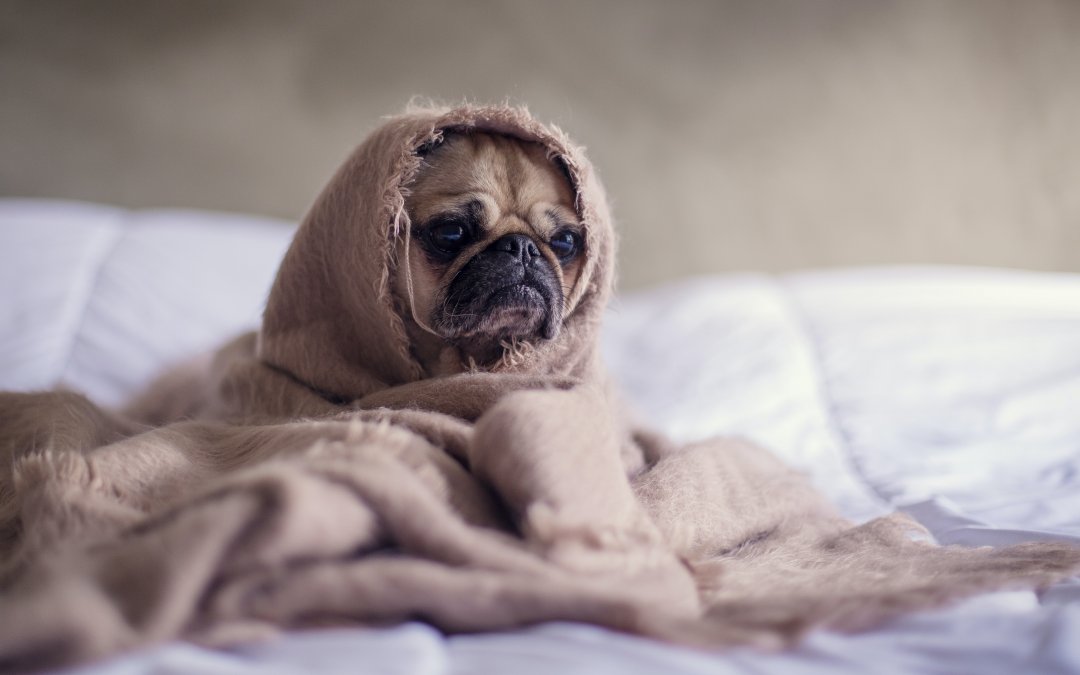Mi perro tiene miedo a los petardos ¿Qué puedo hacer?