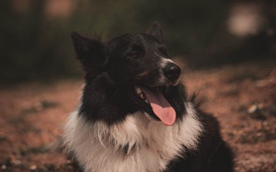 Como enseñar al perro a hacer sus necesidades en la calle