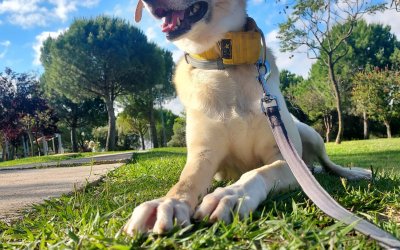 Mi perro ladra cuando suena el timbre ¿Qué hago?
